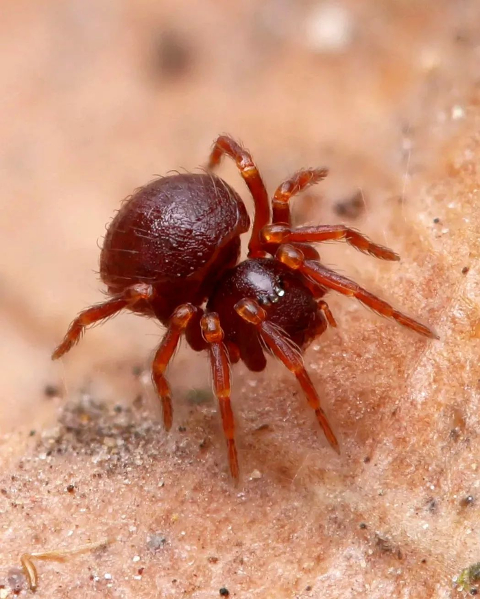 ▲深圳加坡蛛是栖息在落叶层里小型蜘蛛。大部分蜘蛛的腹部是柔软的，深圳加坡蛛腹部有着坚硬盔甲覆盖。王一多/摄