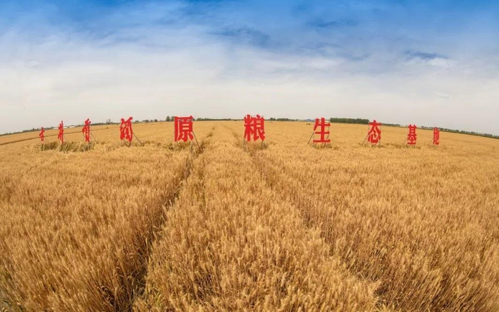 古井贡酒原粮生态基地。  企业供图