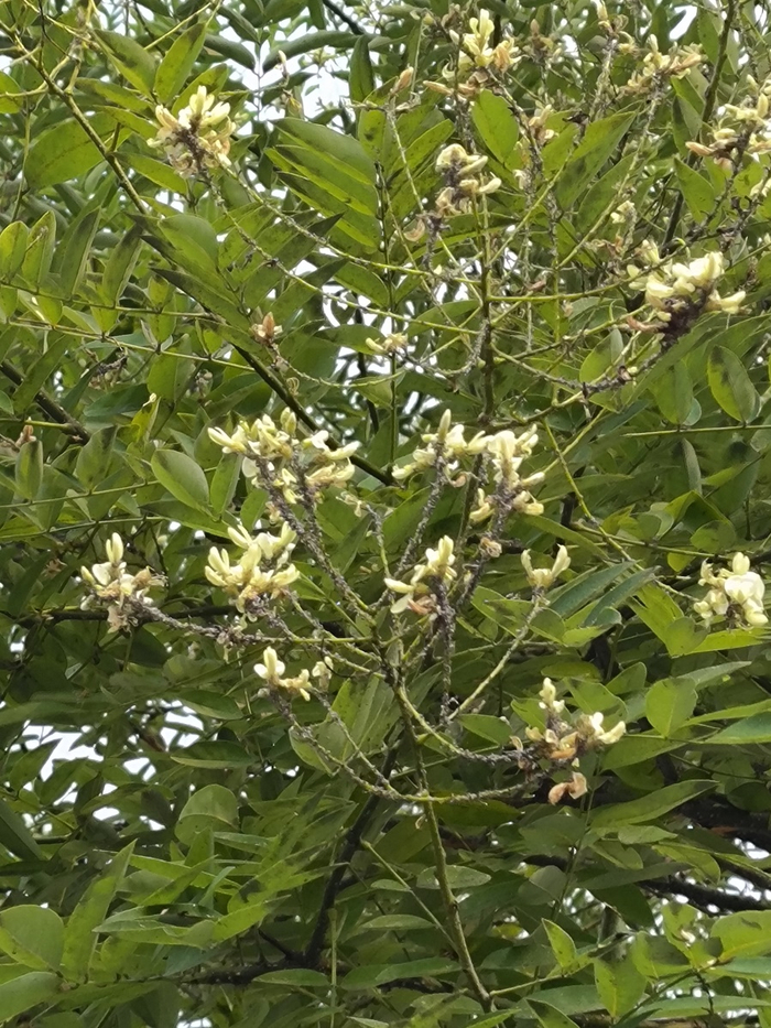 爬满蚜虫的槐花。