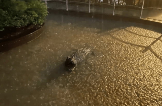 上传于韩国网络社区的“首尔市中心出现了鳄鱼”的相关照片 图自韩媒