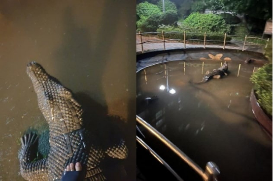 雨水退去后，假鳄鱼的“真容”显露出来。图自韩媒