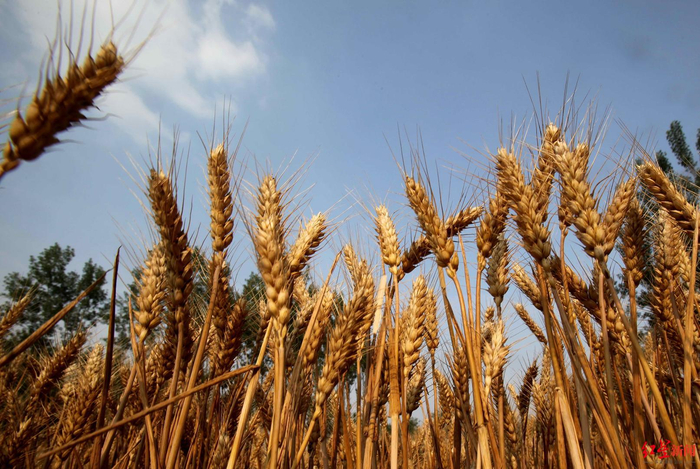 ↑5月，河南省商丘市宁陵县庄稼地&nbsp;资料图&nbsp;图据IC Photo