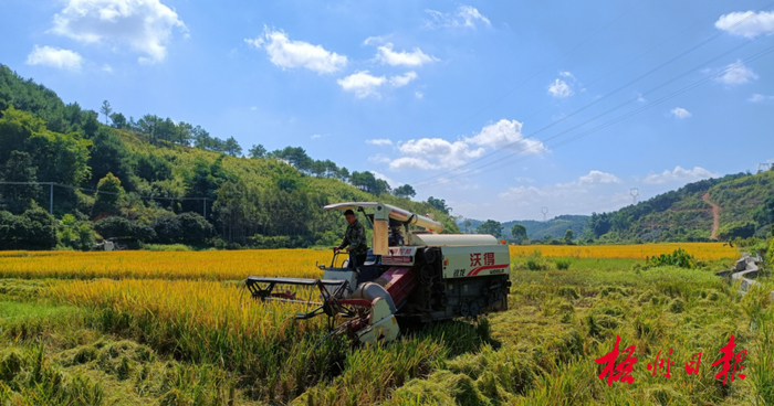 在龙圩区新地镇的农业科技示范基地内，收割机正在繁忙收割稻谷。纪荣兰 陈启华 摄（资料图片）