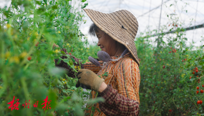 种植工人正在仔细护理“溜溜番茄”。郑贤基 摄