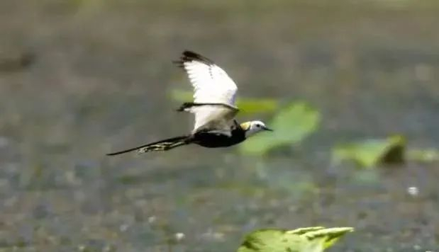 石家庄市滹沱河湿地首次发现水雉。