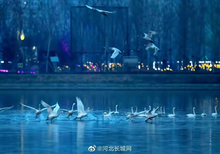石家庄滹沱河湿地迎来上百只天鹅。