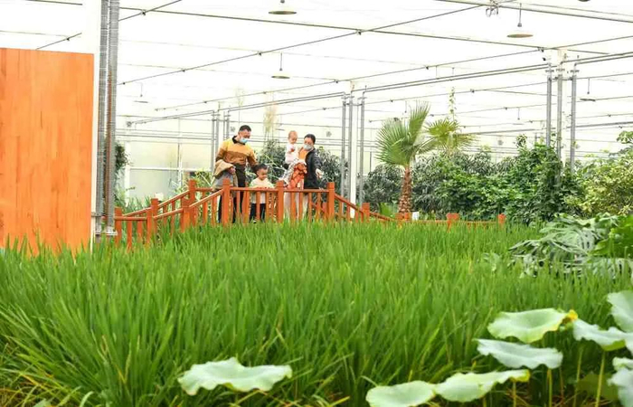 游客在正定县塔元庄村“智慧农场”水稻展示区观赏。 陈其保 摄