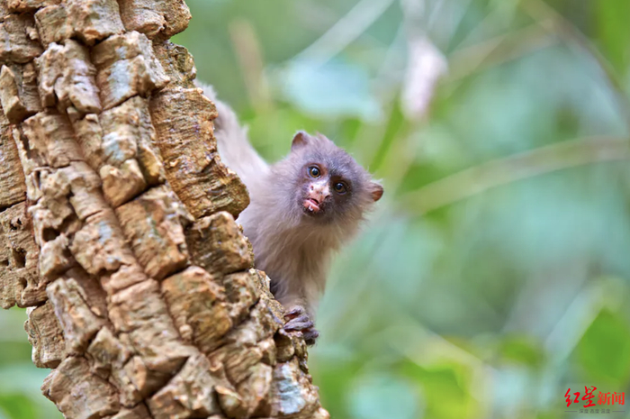 ↑巴西的黑尾狨猴 资料图