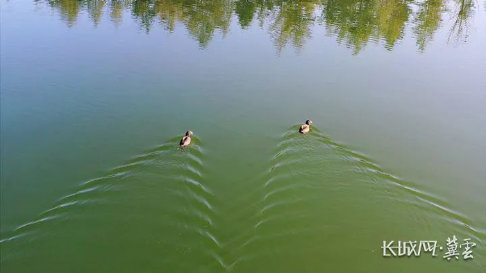 两只水鸭在狗头泉的水中游泳。长城网·冀云客户端记者 郭硕 摄 