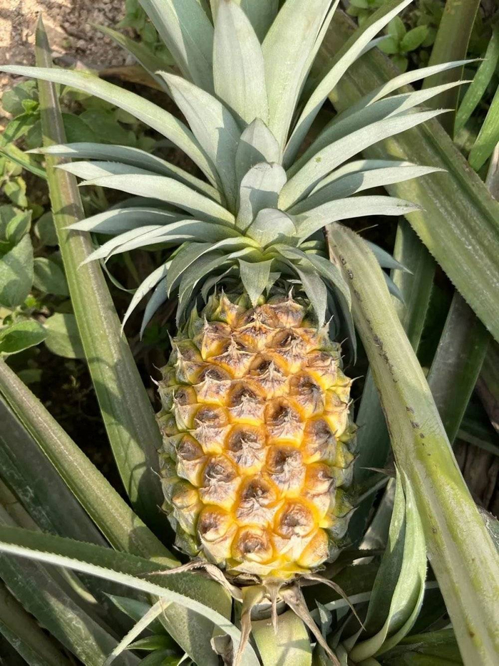 △长在丫髻山上的菠萝。/作者供图