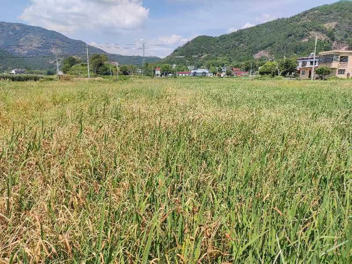 安徽桐城&nbsp;图源：中华粮网水稻群