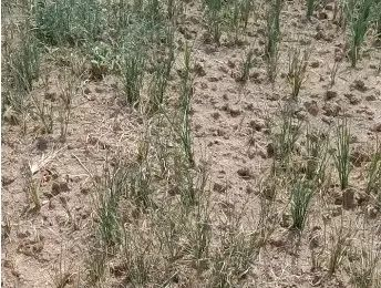 安徽滁州坡地、山地水源灌溉条件不好的地方水稻苗情&nbsp;&nbsp;图源：中华粮网水稻群