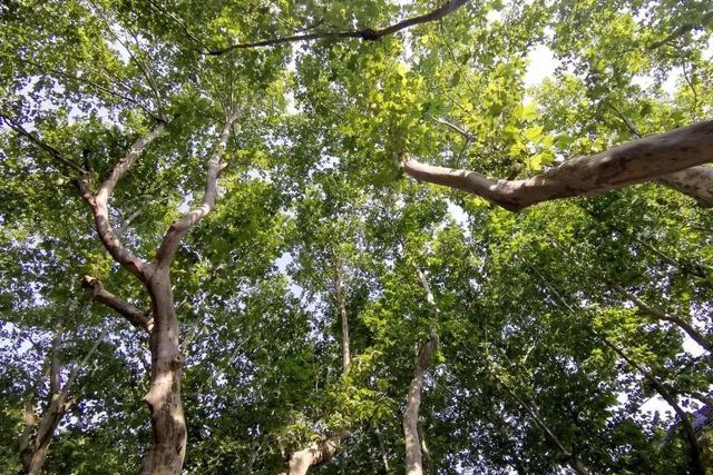 素材来源：@徐汇绿化市容