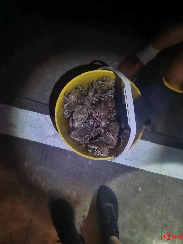 ↑姚女士等人抓的蟾蜍