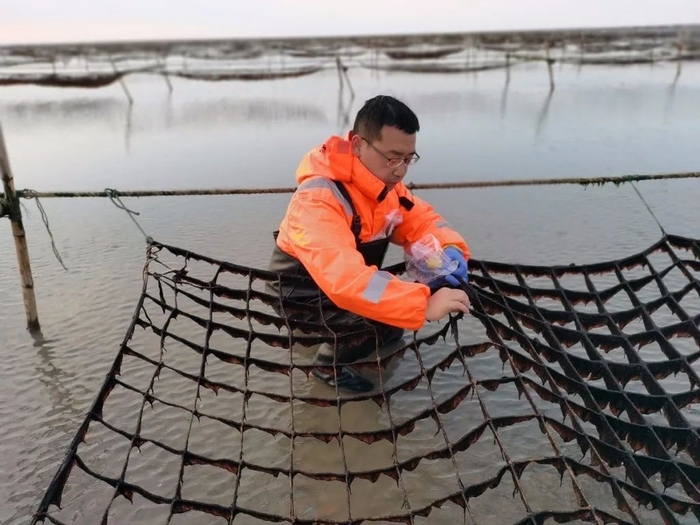 周伟博士在紫菜养殖现场。 江苏海洋大学供图