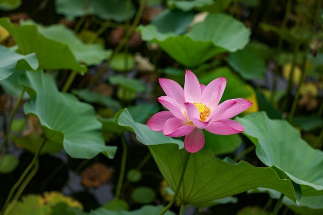 AF-S对焦模式的实拍照片