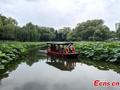 Lotus flowers draw visits to Zizhuyuan Park