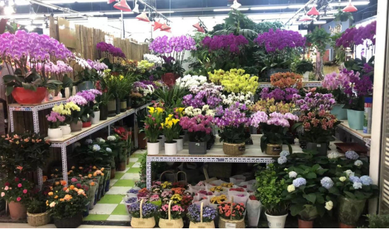 北京金源财富花卉市场供图