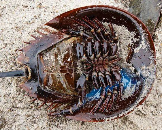 一只受伤的鲎流出蓝色血液。图片来源：Paul Nguyen