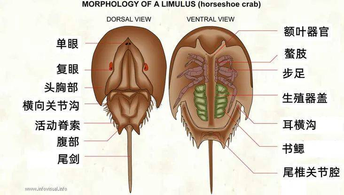 鲎的身体结构。图片来源：infovisual