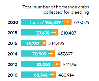 鲎被捕捞到实验室放血的数量在逐年增加。图片来源：Atlantic States Marine Fisheries