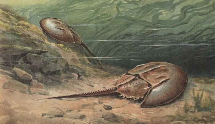 图片来源：Heinrich Harder Florilegius