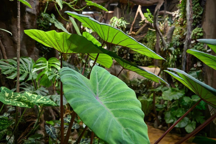 HANMO艺术中心的热带雨林展现场
