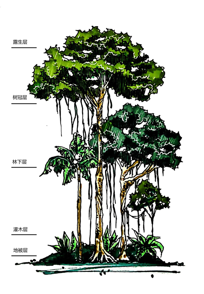 热带雨林植物的分层