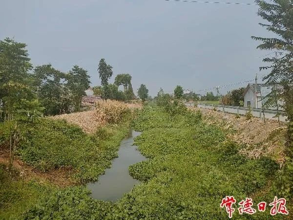 杂草丛生、年久失修的澧水青山引水干渠