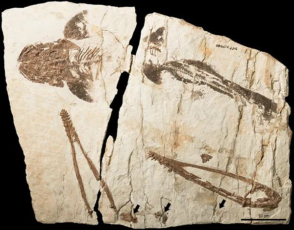 图1.坎波斯凌源翼龙正型标本（IVPP V 17940）照片（徐亦知供图） 