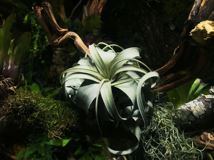 雨林缸中的空气凤梨