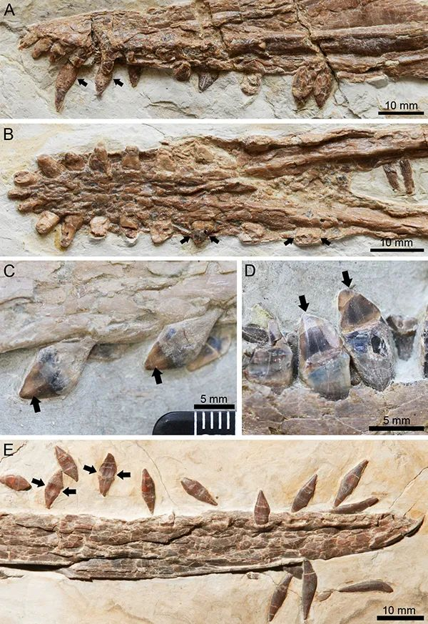 图4.九佛堂组不同帆翼龙科牙齿形态类型。A-B：坎波斯凌源翼龙；C-D：中国帆翼龙；E：布氏努尔哈赤翼龙（徐亦知供图） 