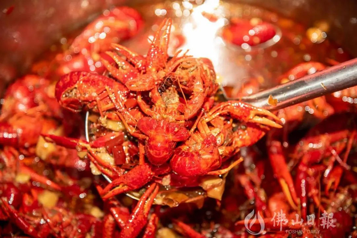 高明的稻田小龙虾受到游客欢迎。