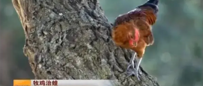 （图片来源：中新视频）