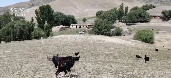 （图片来源：央视财经）