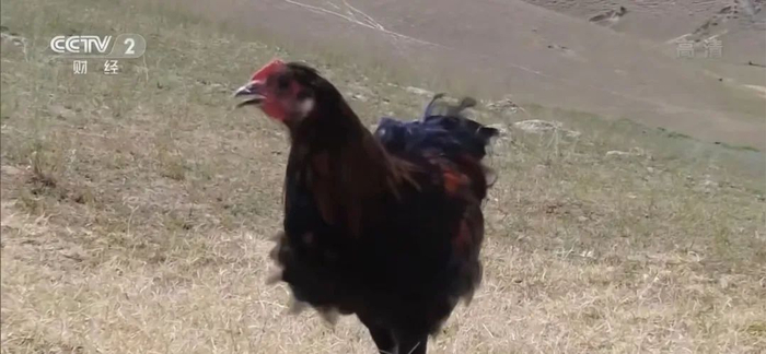 （图片来源：央视财经）