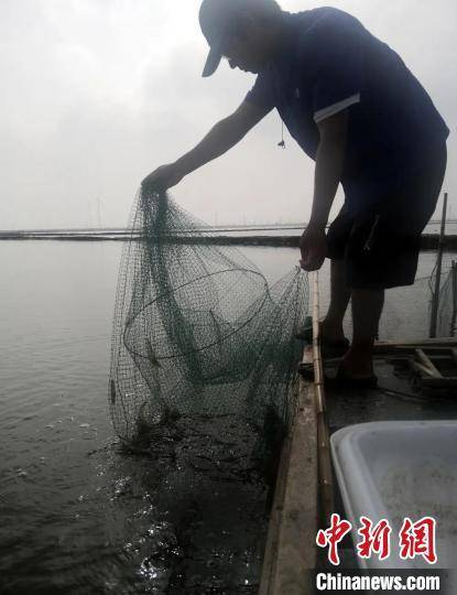 第一网盐田虾捕捞上岸　天津市滨海新区融媒体中心供图