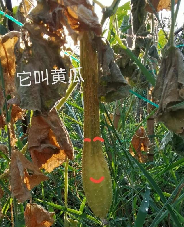 地里的黄瓜叶子全部干枯。图/受访者提供