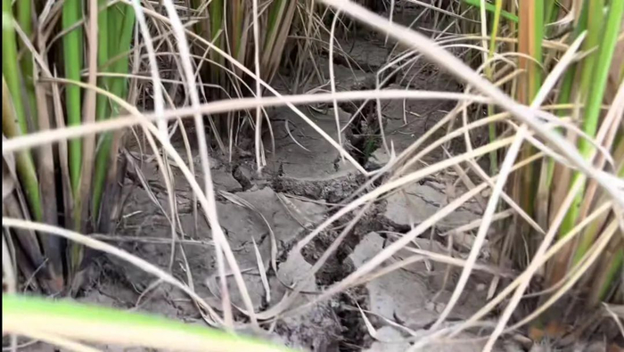 罗勇家附近的田地，往年这片田水势都很好（受访者供图）