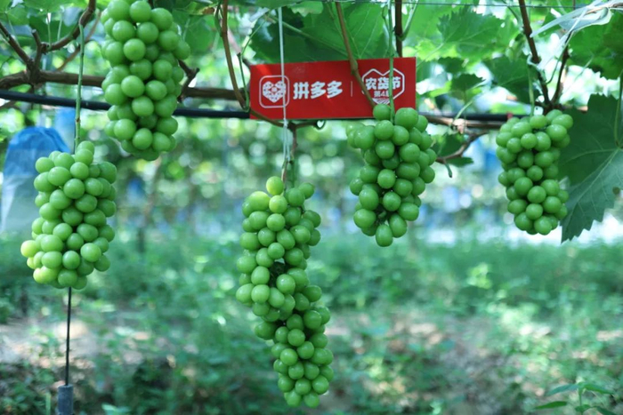 ▲从树尖到舌尖，“西昌葡萄”将登陆拼多多第四届农货节，以实惠的价格让千家万户一品阳光玫瑰的美味。卫疆｜摄