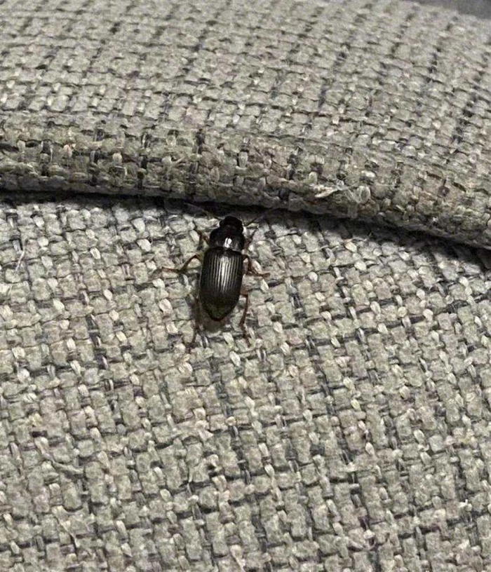 △京津冀网友们在家中发现的不明黑色甲虫。