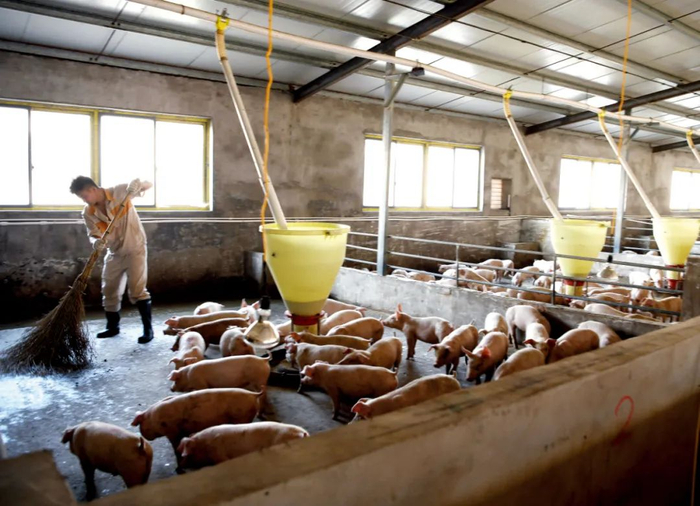 积累了一定养殖技术的农户可以通过与公司合作，降低市场风险对自身的影响。图/视觉中国&nbsp;