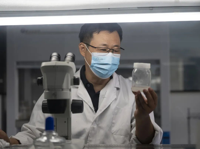 ▲ 烟薯25号育成人辛国胜正在进行茎尖剥离实验。脱毒种苗进行繁育后会供应给农户种植。小满｜摄