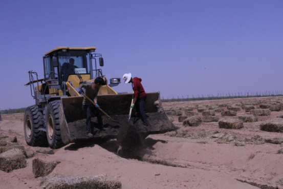 　　配图：开沟挖槽 深埋有机肥