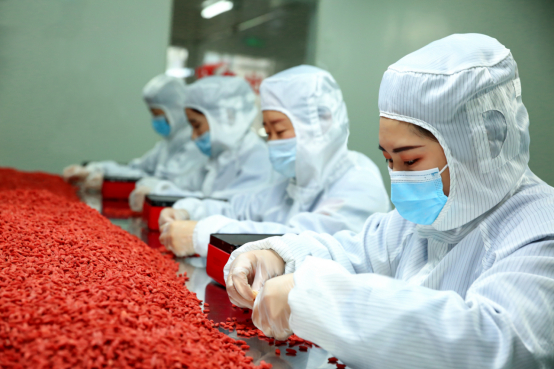 　　配图：百瑞源枸杞进行人工拣选环节