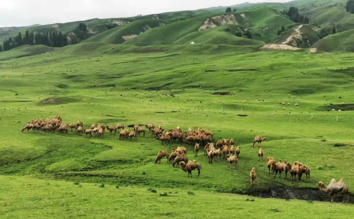 　　▲伊力特乳业生态牧场