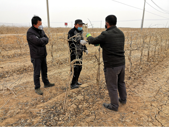 　　配图：农科院专家秦垦在百瑞源有机枸杞基地指导修剪整形。