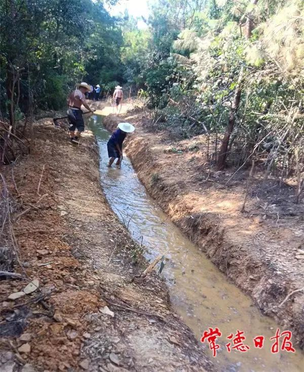 药山镇临东村村民自发组织挖沟引水抗旱。通讯员 朱昱颖 摄