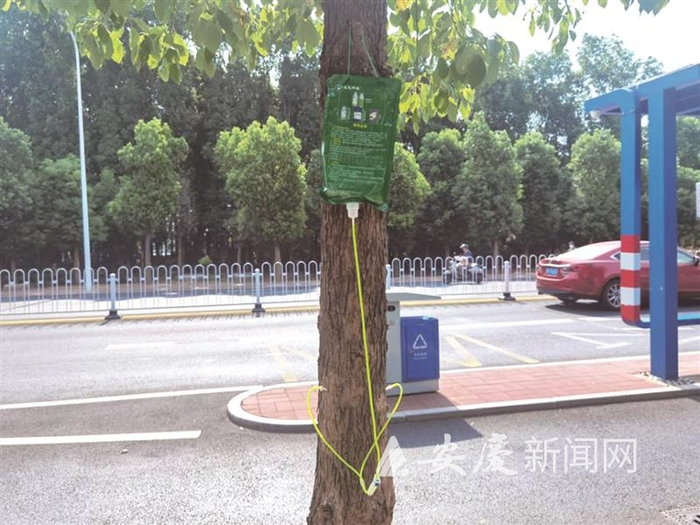 双岗路行道树挂上营养液