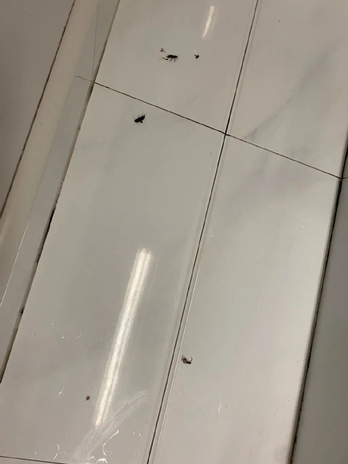 △京津冀网友们在家中发现的不明黑色甲虫